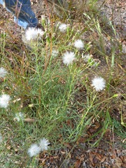 Senecio riddellii