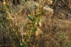 Physorhynchus chamaerapistrum