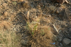 Physorhynchus chamaerapistrum