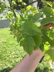 Acer ginnala