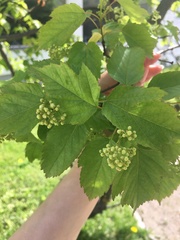 Acer ginnala