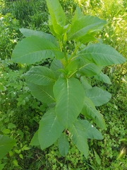Phytolacca americana