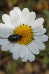 Mycterus curculioides