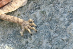 Pseudotrapelus jensvindumi