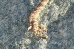 Pseudotrapelus jensvindumi