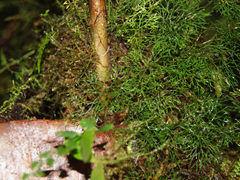 Elaphoglossum peltatum