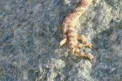 Pseudotrapelus jensvindumi