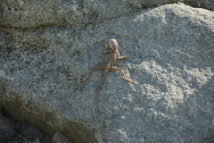 Pseudotrapelus jensvindumi