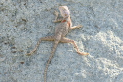 Pseudotrapelus jensvindumi