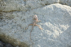 Pseudotrapelus jensvindumi