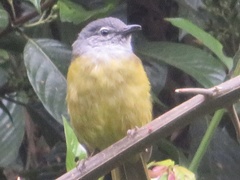 Arizelocichla nigriceps