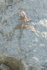 Pseudotrapelus jensvindumi