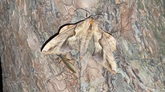 Phyllosphingia dissimilis