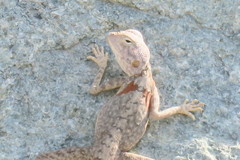 Pseudotrapelus jensvindumi