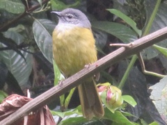 Arizelocichla nigriceps