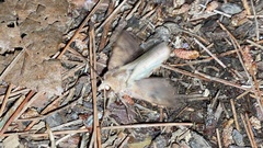 Phyllosphingia dissimilis