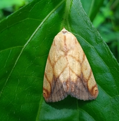 Xanthodes transversa