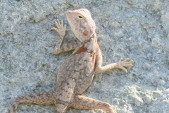 Pseudotrapelus jensvindumi