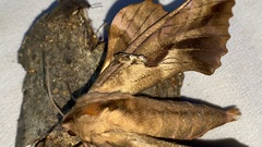 Phyllosphingia dissimilis