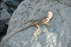 Pseudotrapelus jensvindumi