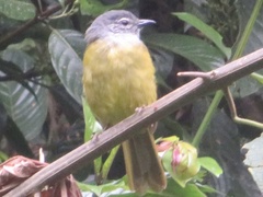 Arizelocichla nigriceps