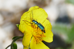 Clanoptilus italicus