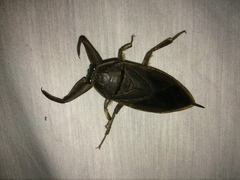 Lethocerus cordofanus