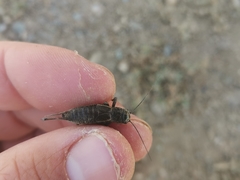 Modicogryllus algirius