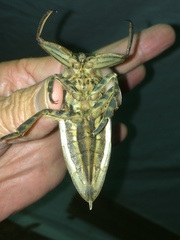 Lethocerus cordofanus