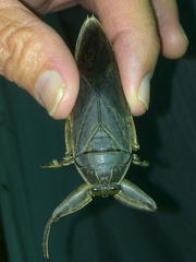 Lethocerus cordofanus