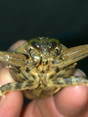 Lethocerus cordofanus