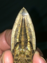 Lethocerus cordofanus