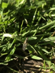 Scathophaga stercoraria