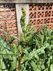 Rumex patientia