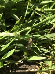 Scathophaga stercoraria