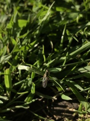 Scathophaga stercoraria