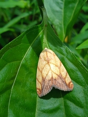 Xanthodes transversa