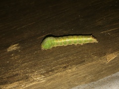 Maurilia
