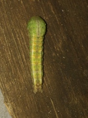 Maurilia