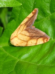 Xanthodes transversa