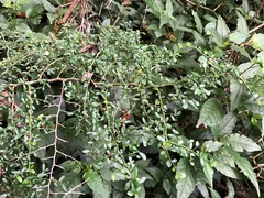 Everistia vacciniifolia nervosa