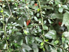 Everistia vacciniifolia nervosa