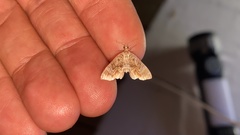 Lobogonodes complicata