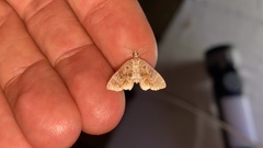 Lobogonodes complicata