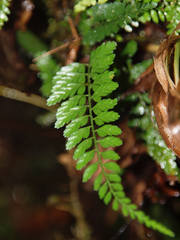 Asplenium cuspidatum