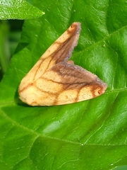 Xanthodes transversa