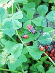 Pyrrhocoris apterus