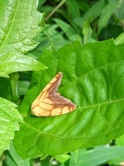 Xanthodes transversa