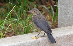 Turdus mandarinus