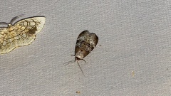 Bryophilina mollicula